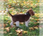 Small Photo #5 Beagle Puppy For Sale in RICHLAND, PA, USA