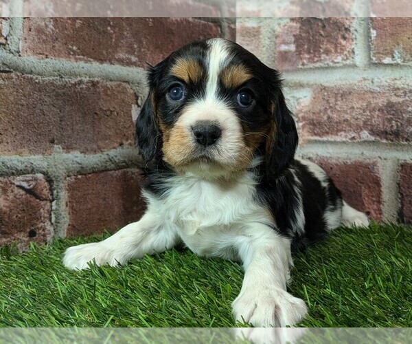 Medium Photo #8 Cavalier King Charles Spaniel Puppy For Sale in MOBERLY, MO, USA