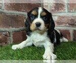 Small #7 Cavalier King Charles Spaniel