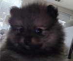 Small #8 Pomeranian