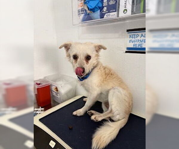 Medium Photo #8 Chihuahua-Unknown Mix Puppy For Sale in San Diego, CA, USA