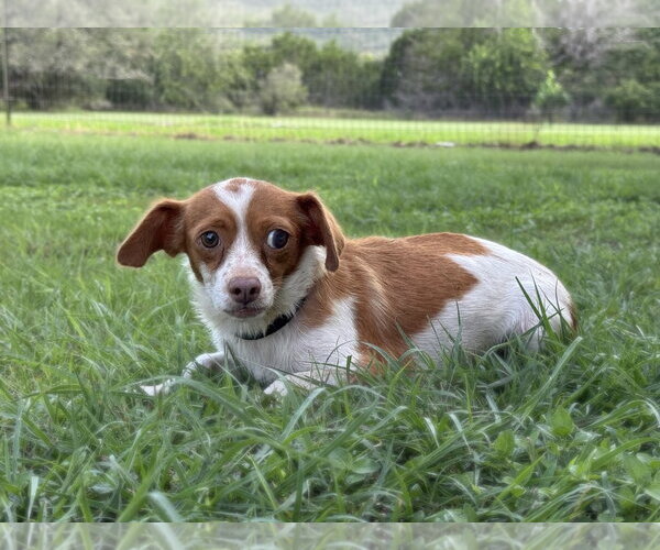 Medium Photo #3 Cheagle Puppy For Sale in PIPE CREEK, TX, USA
