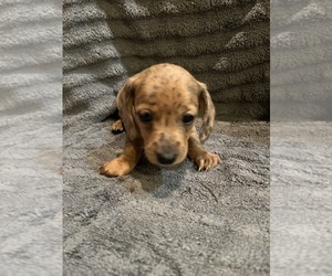 Dachshund Puppy for sale in LAWSON, MO, USA