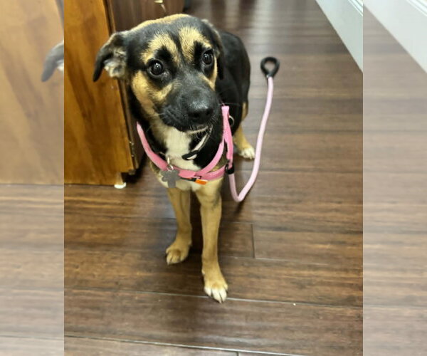 Medium Photo #2 Mutt Puppy For Sale in Holly Springs, NC, USA