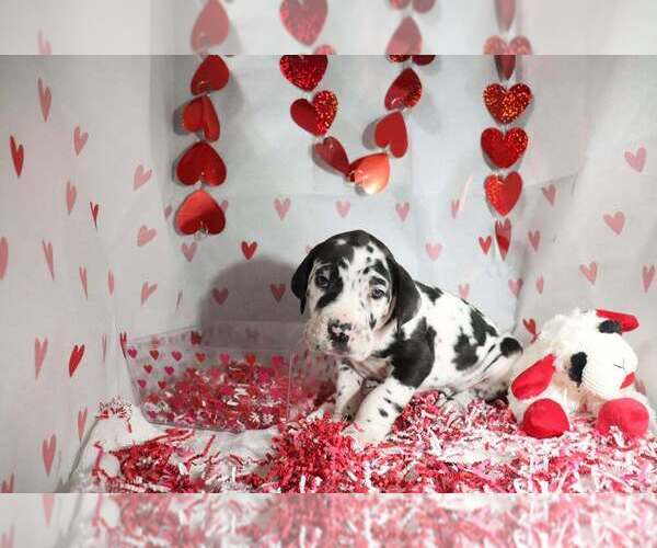 Medium Photo #2 Great Dane Puppy For Sale in MEMPHIS, MO, USA