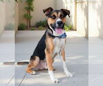Small #2 German Shepherd Dog Mix