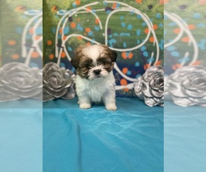 Shih Apso Puppy for sale in CINCINNATI, OH, USA