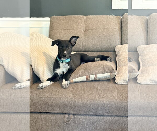 Medium Photo #6 Mutt Puppy For Sale in Holly Springs, NC, USA