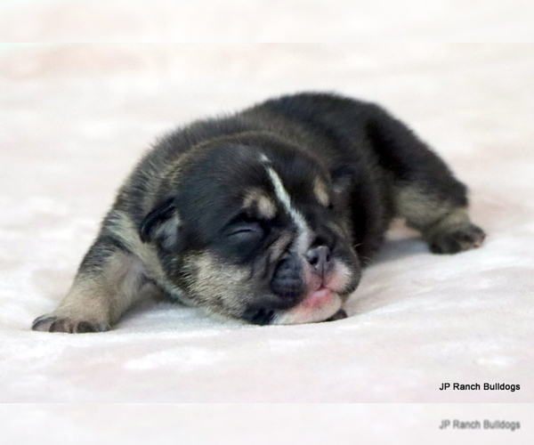 Medium Photo #9 Bulldog Puppy For Sale in WINNSBORO, TX, USA