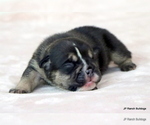 Small #8 Bulldog
