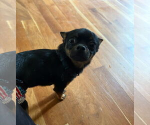 Chihuahua-Unknown Mix Dogs for adoption in Cuyahoga Falls , OH, USA