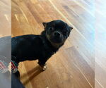 Small Chihuahua Mix