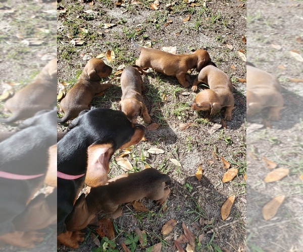 Medium Photo #1 Dachshund Puppy For Sale in TALLAHASSEE, FL, USA