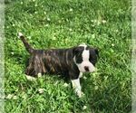 Small Photo #4 American Bulldog Puppy For Sale in NORTH RIDGEVILLE, OH, USA
