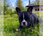 Small Photo #11 French Bulldog Puppy For Sale in PARAGON, IN, USA