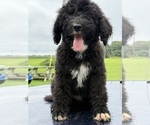 Small #5 Sheepadoodle