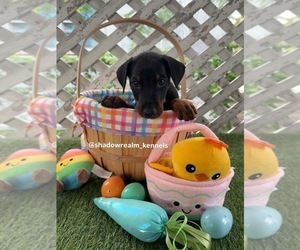 Doberman Pinscher Litter for sale in HOLLYWOOD, FL, USA