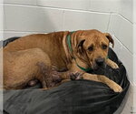 ARTHUR - Male Mastiff-Unknown Mix Dog for Adoption - Small photo