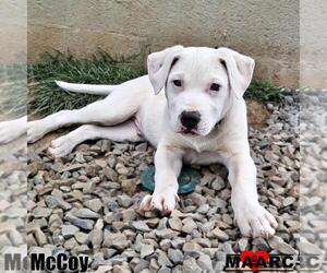 American Bulldog-Labrador Retriever Mix Dogs for adoption in Maryville, TN, USA