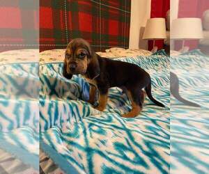 Bloodhound Puppy for Sale in MURPHY, North Carolina USA