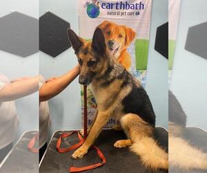 German Shepherd Dog Dogs for adoption in Portland, IN, USA