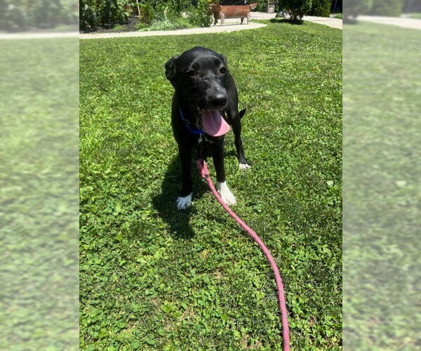 Medium Photo #1 Mutt Puppy For Sale in Elmsford, NY, USA