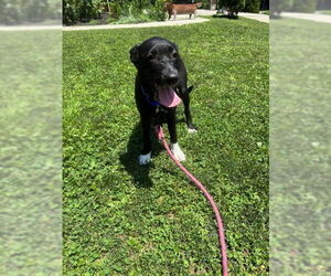 Mutt Dogs for adoption in Elmsford, NY, USA
