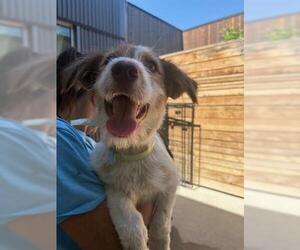 Mutt Dogs for adoption in Brighton, CO, USA