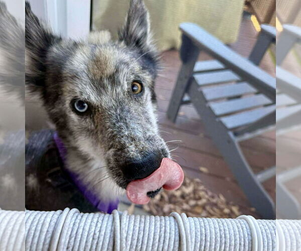 Medium Photo #2 Siberian Husky-Unknown Mix Puppy For Sale in Spring Lake, NC, USA