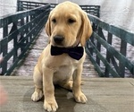 Small Photo #29 Labrador Retriever Puppy For Sale in ALAFAYA, FL, USA
