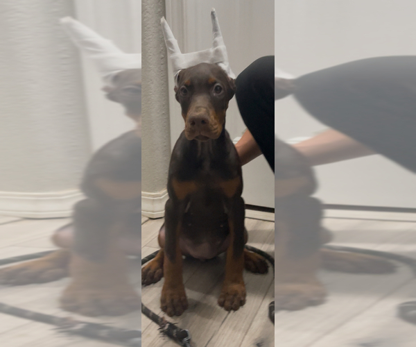 Medium Photo #2 Doberman Pinscher Puppy For Sale in COLORADO SPRINGS, CO, USA