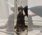 Small #1 Doberman Pinscher