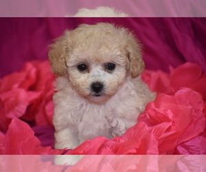 Poochon Puppy for sale in ELDORADO, OH, USA