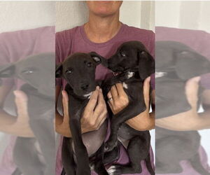 Dachshund-German Shorthaired Pointer Mix Dogs for adoption in Arlington, WA, USA