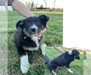 Border Collie Puppy for sale in NEW WASHINGTN, IN, USA
