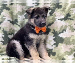 German Shepherd Dog Puppy for sale in LAKELAND, FL, USA