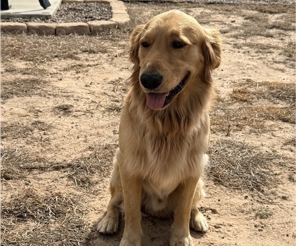 Medium Photo #1 Golden Retriever Puppy For Sale in SEGUIN, TX, USA