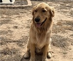 Small Photo #1 Golden Retriever Puppy For Sale in SEGUIN, TX, USA
