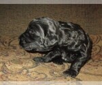 Small Photo #2 Aussie-Poo-Aussiedoodle Mix Puppy For Sale in LINCOLN, AL, USA