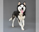 Small #1 Siberian Husky