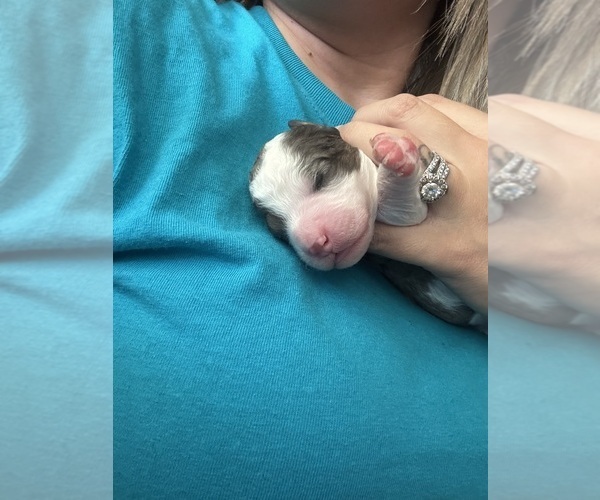 Medium Photo #43 Aussiedoodle-Bernedoodle Mix Puppy For Sale in BELTON, SC, USA