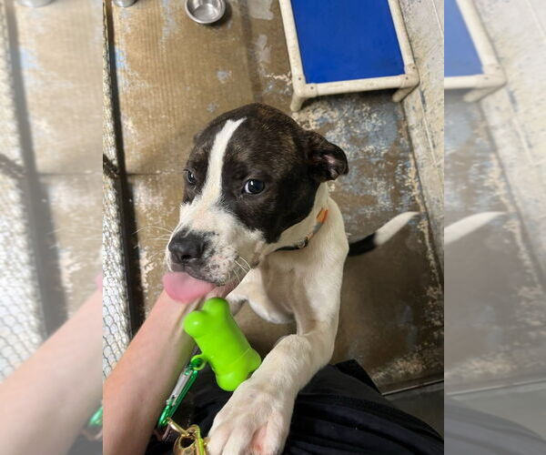 Medium Photo #1 American Pit Bull Terrier-Unknown Mix Puppy For Sale in Linton, IN, USA