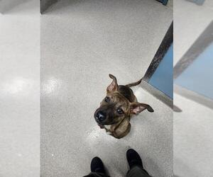 American Pit Bull Terrier-Unknown Mix Dogs for adoption in Newton, NC, USA