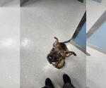 Small American Pit Bull Terrier Mix