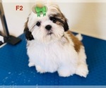 Puppy Pitufina Shih Tzu