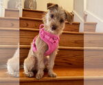 Small #1 Norfolk Terrier-Poodle (Miniature) Mix