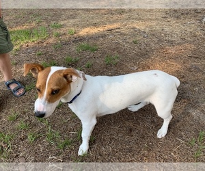 Jack Russell Terrier Puppy for sale in PENSACOLA, FL, USA