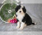 Small #1 Bernedoodle (Miniature)