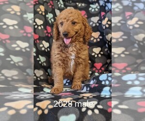 Goldendoodle (Miniature) Puppy for sale in CLARE, IL, USA