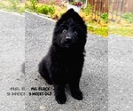 Small #1 German Shepherd Dog